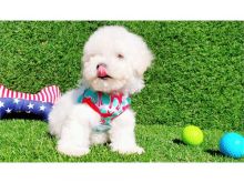 Cavapoo pups for sale Email catalinamarisol3@gmail.com or text (657) 207-4809 Image eClassifieds4u 1