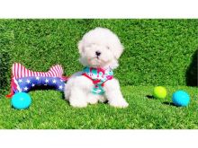 Cavapoo pups for sale Email catalinamarisol3@gmail.com or text (657) 207-4809 Image eClassifieds4u 3