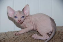 FEARLESS SPHYNX KITTENS *catalinamarisol3@gmail.com* Image eClassifieds4u 2