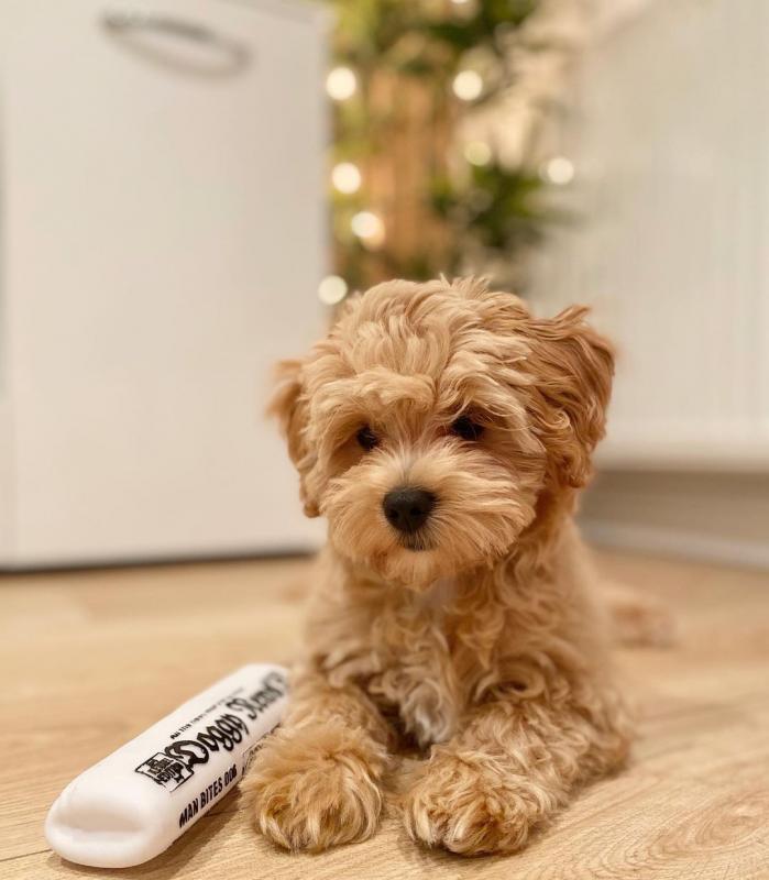 MALTIPOO PUPPIES FOR REHOME (ketifine519@gmail.com) Image eClassifieds4u
