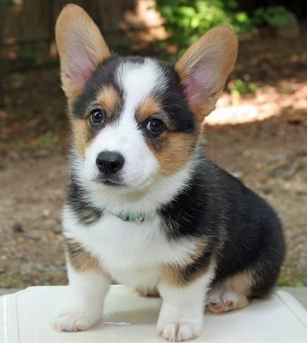 Pembroke Welsh Corgi Puppies Needs a New Family Image eClassifieds4u