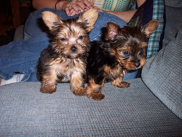 YORKIES FOR SALE Email (catalinamarisol3@gmail.com) or Text (657) 207-4809 Image eClassifieds4u