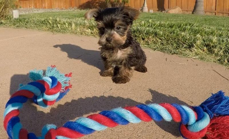 Cute Yorkie puppies available for christmas.contact:(782) 400-0052 Image eClassifieds4u
