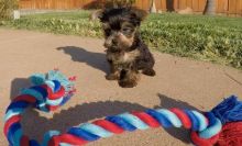 Cute Yorkie puppies available for christmas.contact:(782) 400-0052