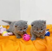 American Shorthair Kittens Available For Loving Homes