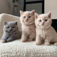British Shorthair Kittens, Registered