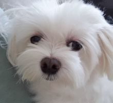 female maltese puppies for adoption