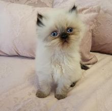 Himalayan kittens available, reserve now