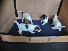 Jack Russell Terrier puppies ready