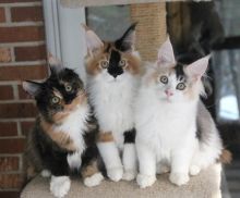 Beautiful purebred Maine Coon babies looking for their furever home