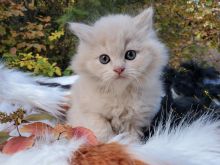 HEALTH TESTED PERSIAN KITTENS FOR GOOD HOMES