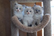 Gorgeous purebred Ragdoll kittens ready