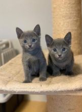 Purebred Russian Blue Kittens - Ready for their new home