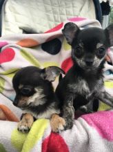 Smart Chihuahua Puppies available