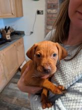 Vizsla puppies for Vizsla lovers