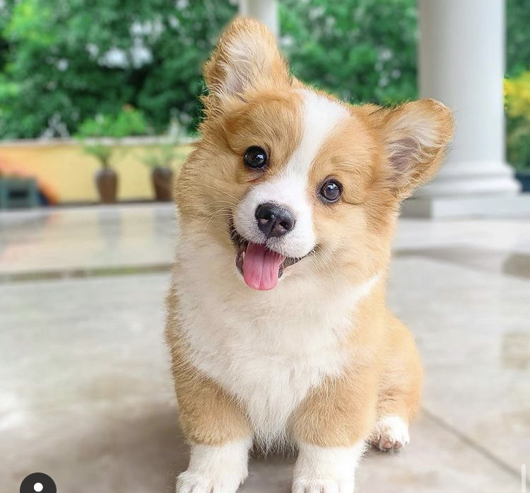 female corgi puppies for adoption Image eClassifieds4u