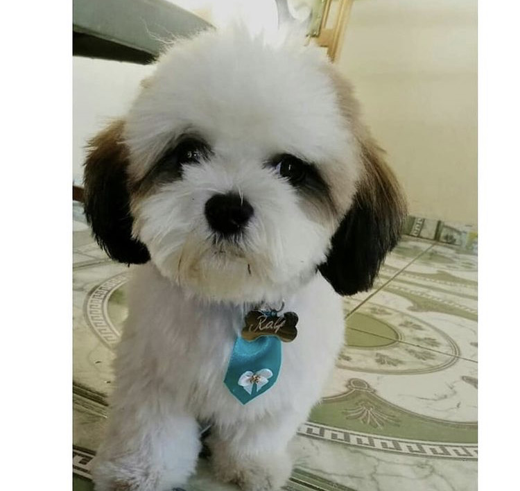 female morkie puppies for adoption Image eClassifieds4u