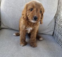 female and male cavapoo puppies for adoption Image eClassifieds4U