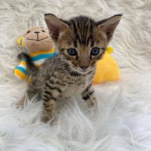 Ready Now! Tica registered Top Quality Savannah Kittens Image eClassifieds4U