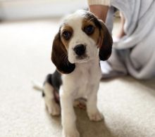 Tri Coloured Beagle Puppies Available