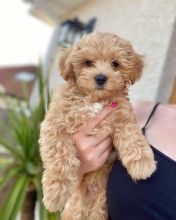 Adorable maltipoo puppies for adoption. (ketifine519@gmail.com)