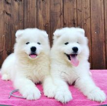 Adorable samoyed puppies for adoption. (peterbrooks594@gmail.com)