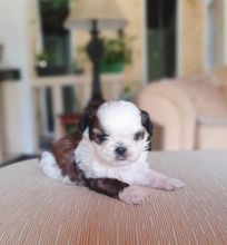 Adorable shih-tzu puppies available for adoption. (ritakind97@gmail.com)