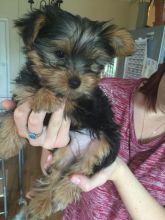 Adorable Yorkshire Terrier Puppies