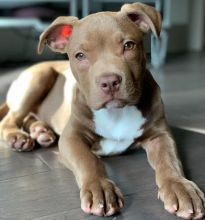 Amazing and smart Pitbull puppies available for adoption. (donastrauss2@gmail.com)