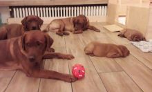 Amazing labrador puppies available for adoption.(qfine45@gmail.com)