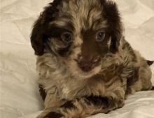 Aussiedoodle Puppies for re homing