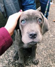 Awesome Weimaraner Puppies available