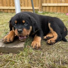 Beautiful male and female Rottweiler puppies.