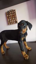Both Doberman puppies are ready for adoption