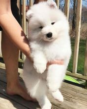 Charming male and female Samoyed pups