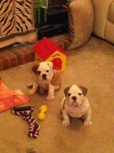 Great English Bulldog puppies available for families