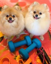 MALE AND FEMALE MINIATURE POMERANIAN PUPPIES???? AVAILABLE????