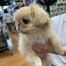 PEKINGESE puppies available for adoption. (egansella@gmail.com)