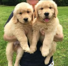 Stunning golden retriever puppies available for adoption. (emmareagan02@gmail.com)