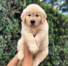 Stunning golden retriever puppies available for adoption. (emmareagan02@gmail.com)