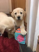 Two adorable Labrador Retriever Puppies