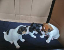 Two Jack Russell Terrier available