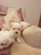 White Maltese puppies for great families