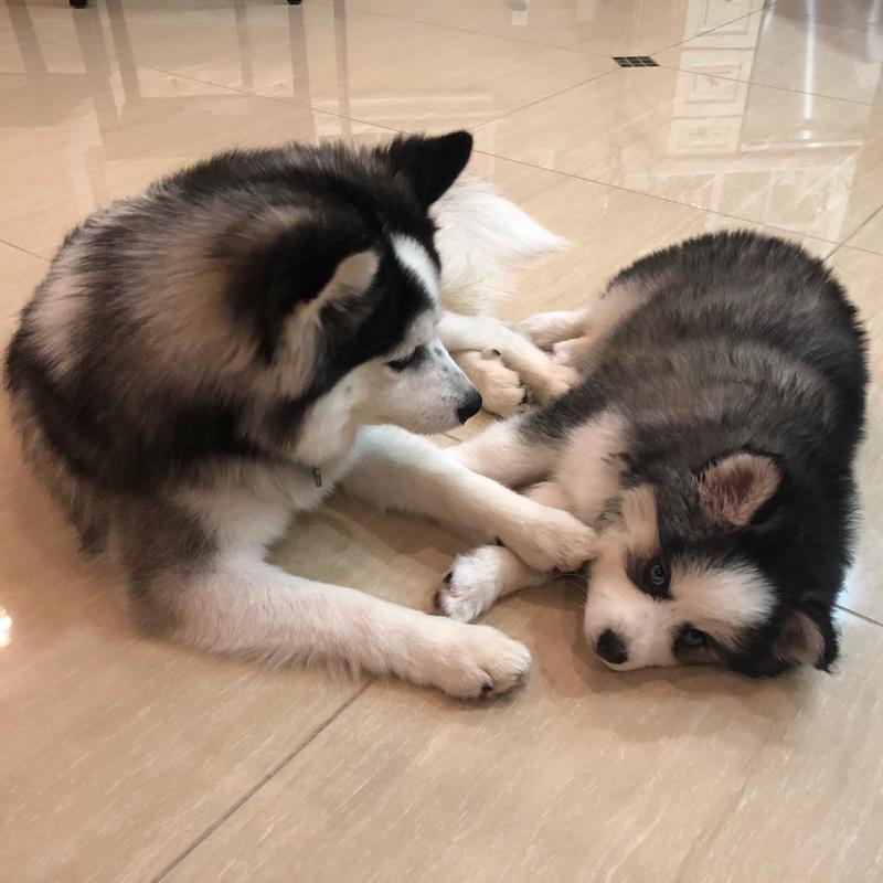 Adorable POMSKY puppies for adoption. (danconimannche@gmail.com) Image eClassifieds4u