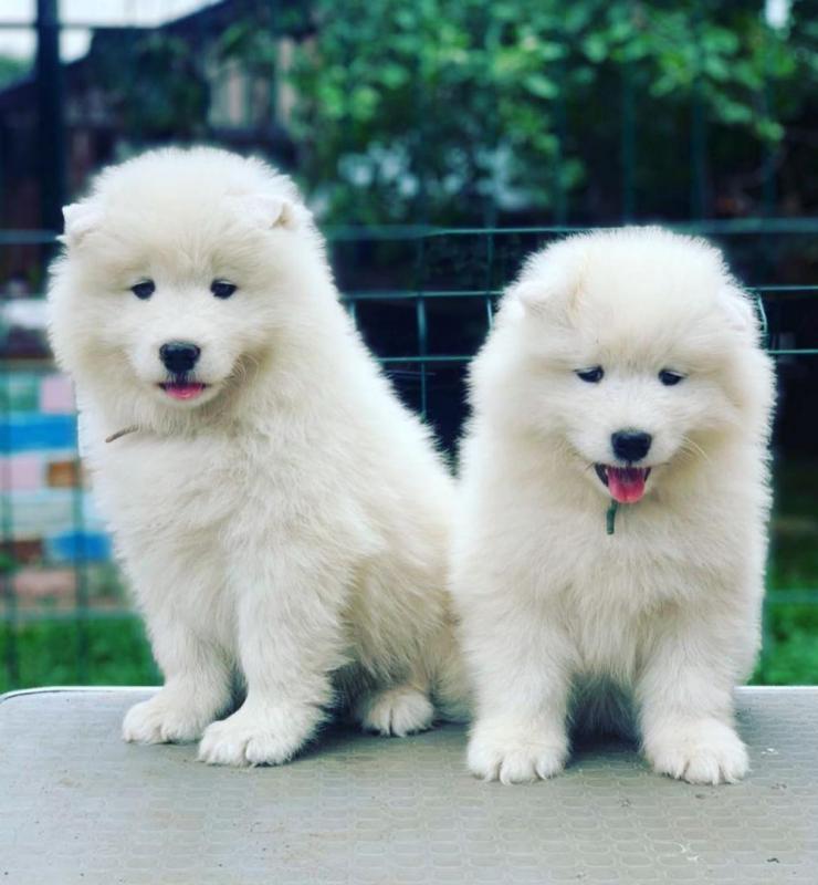 Adorable samoyed puppies for adoption. (peterbrooks594@gmail.com) Image eClassifieds4u
