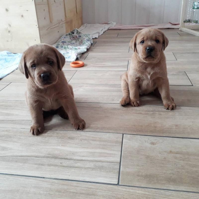Amazing labrador puppies available for adoption. (qfine45@gmail.com) Image eClassifieds4u