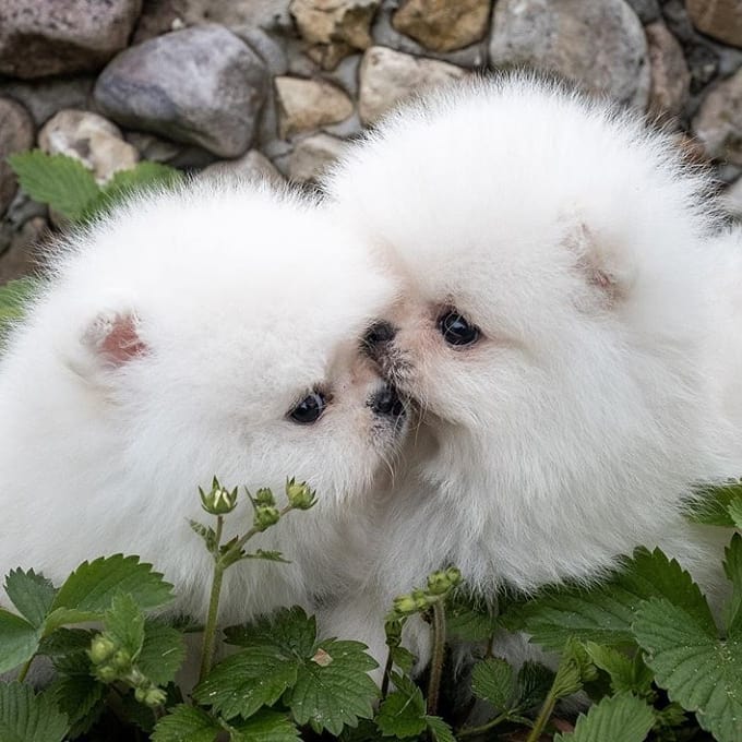 Beautiful pomeranian puppies available for adoption. (arielmeagan26@gmail.com) Image eClassifieds4u