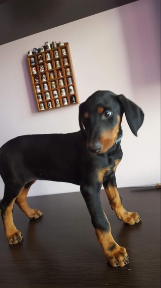 Both Doberman puppies are ready for adoption Image eClassifieds4u