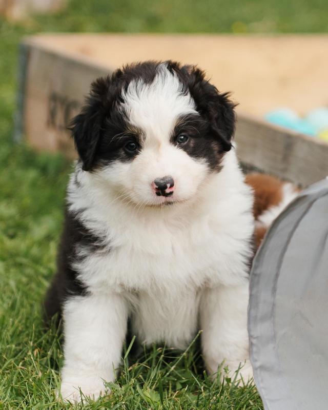 Cute and adorable Australian shepherd available for adoption. (lesliekind9@gmail.com) Image eClassifieds4u