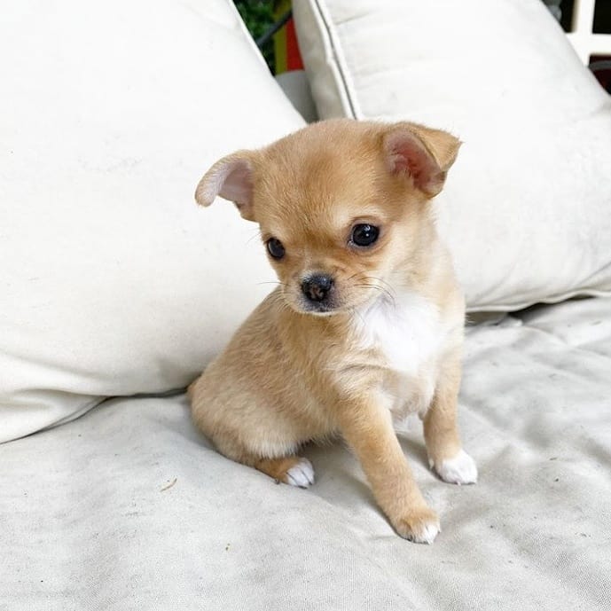 Cute and adorable Chihuahua puppies. Image eClassifieds4u